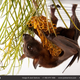 Illustration for article titled Heartbreaking photographs capture the facial expressions of animals